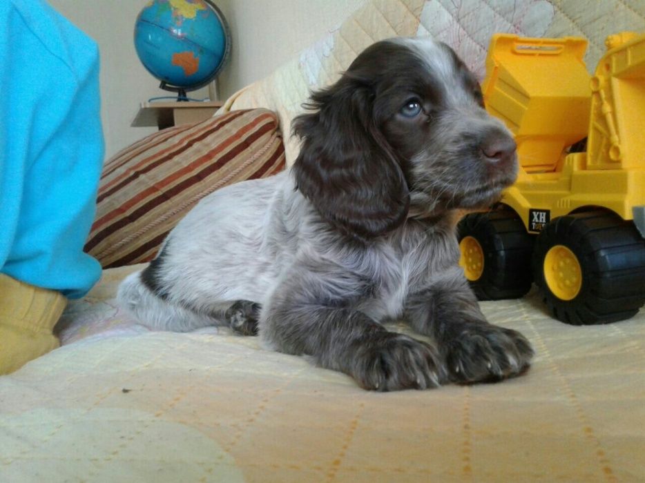 Щенки Русского Спаниеля