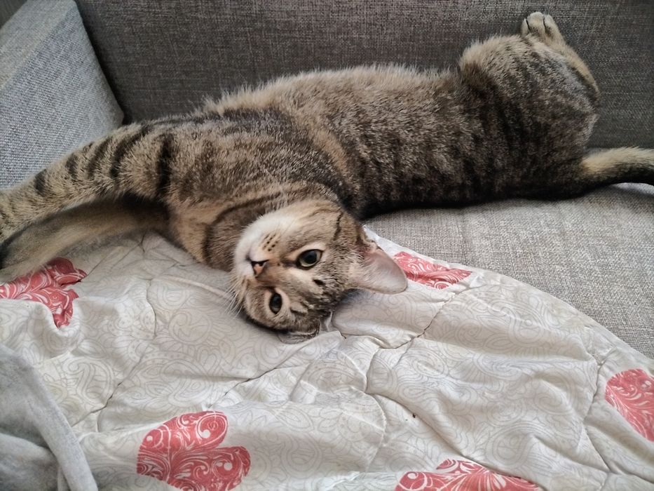 Ищем дом для кошки