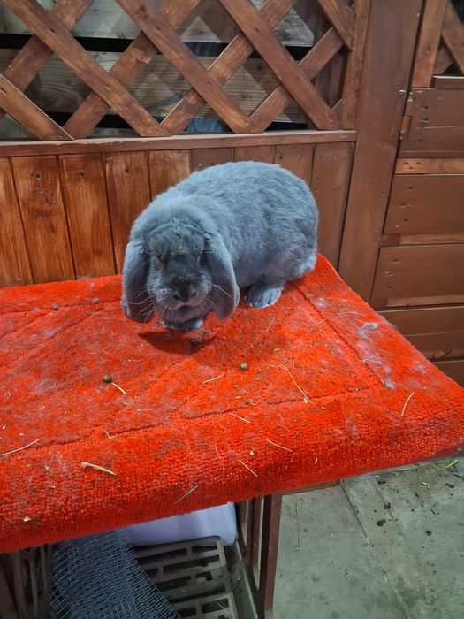 Vând Femela berbec german Albastru