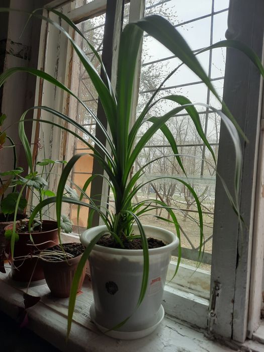 Комнатный  цветок