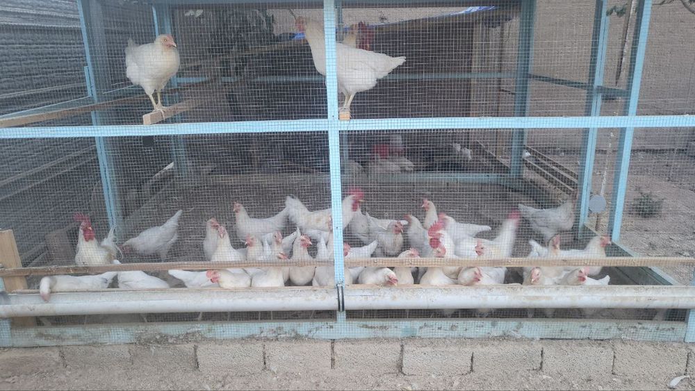 Несушка жужа сотаман 20 мин