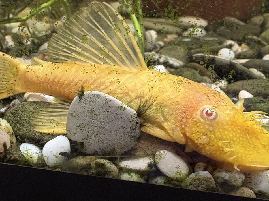 Анцитрусы большие