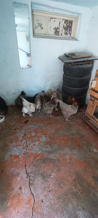 Домашнии помесные куры