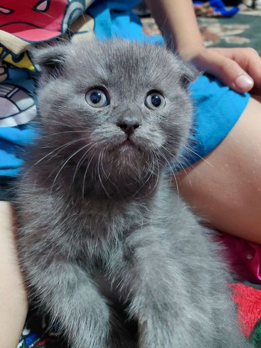 Sotiladi arzon narxda dastafka bor