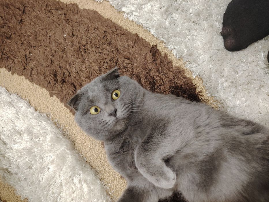 Мушук сотилади фолд