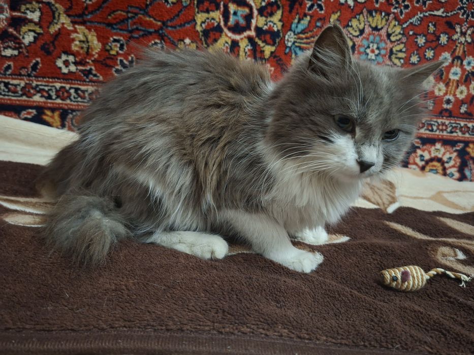 Продается котенок-девочка.