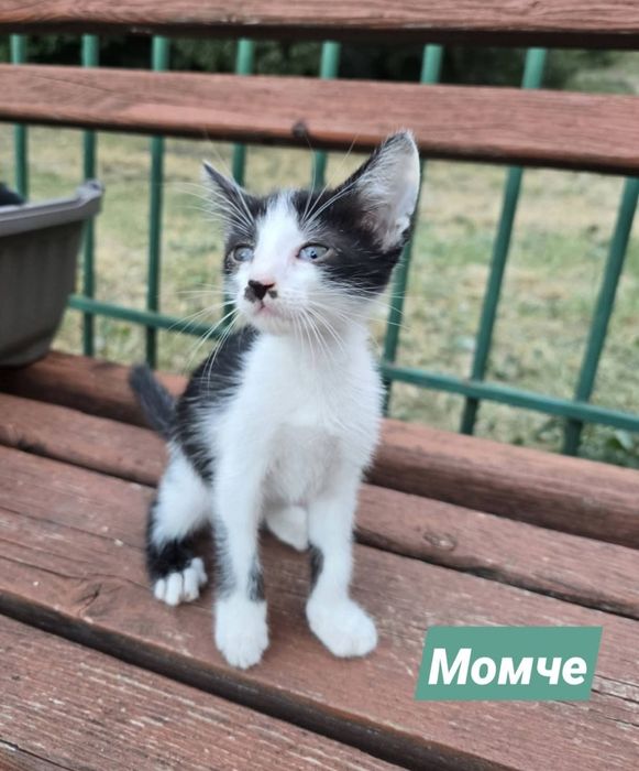 Три котенца търсят дом
