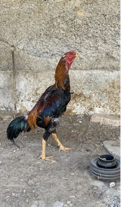 Дакан қораз сатылады