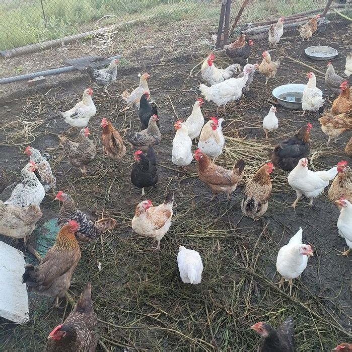 Продам кур домашних