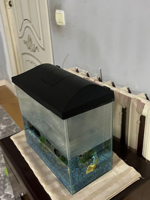 Аквриум сатылады Жаңа