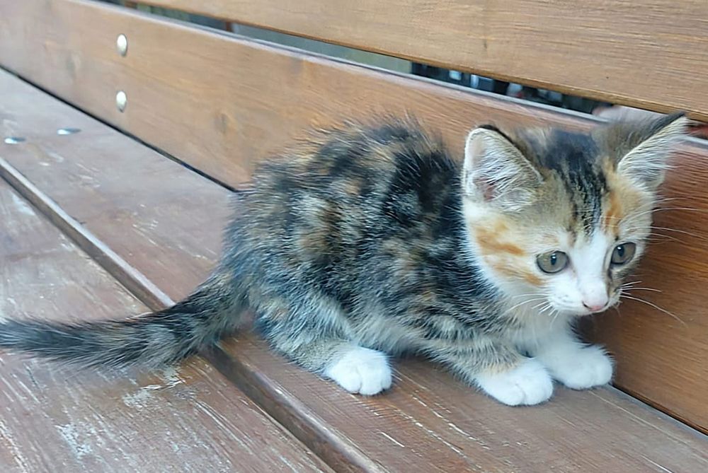 Котёнок девочка. Котята.