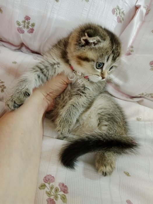 Роскошная Вислоухая девочка