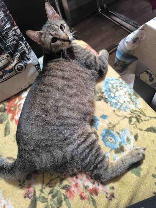 Коте ,което си търси дом