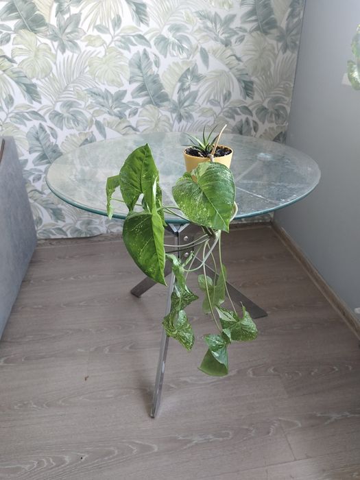 Отдам в добрые руки лианы