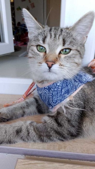 Кошечка 9 месяцев в добрые руки