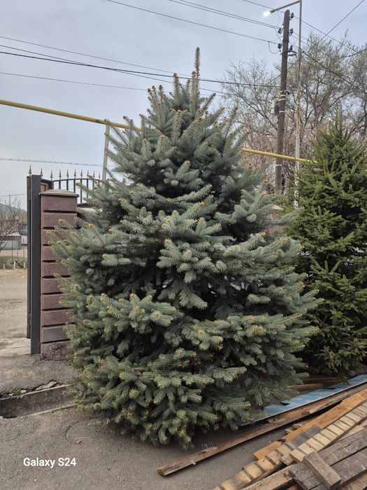 Продаются   елки
