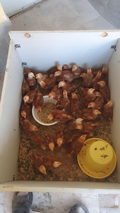 Кизил товук жужалари