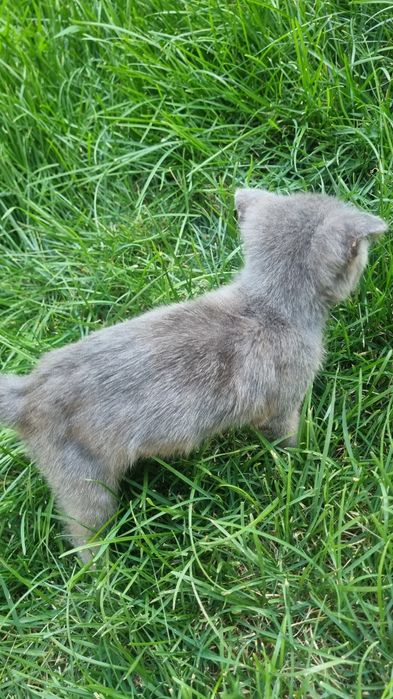 Skottish fold juda chiroyli