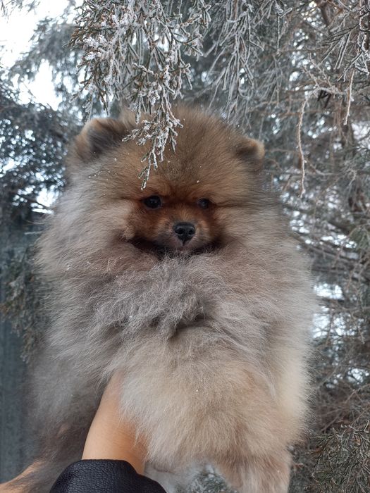 Продаётся шикарный шпиц