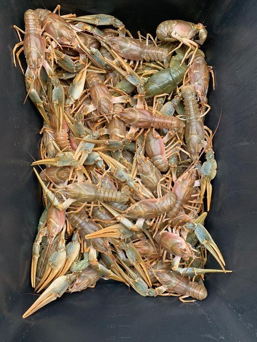 Раки готовые,живые,креветки