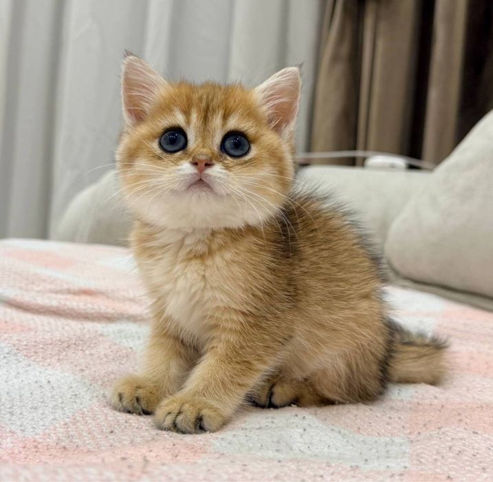 Британские котятки