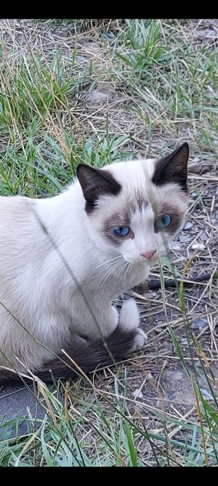 Отдам котят подростки в добрые руки