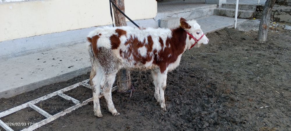 Ona bola sigir sotiladi