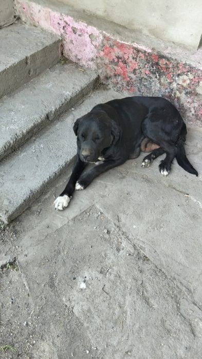 Щенята лабрадора