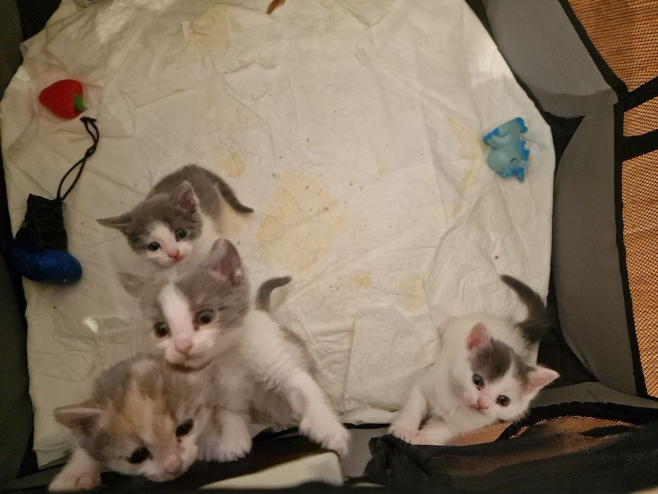 Отдам котят в добрые руки