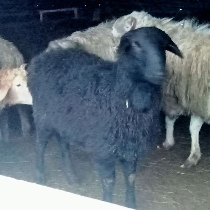 Кой сатылады 50000тг