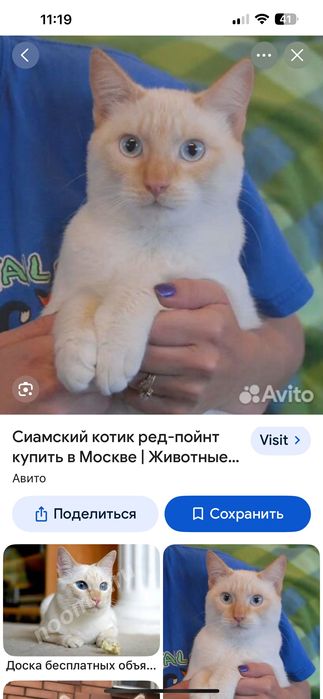 Сиамский ред-поинт,.Кот , мальчик в заботливые руки!!
