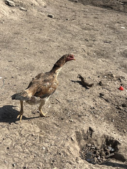 Дакан куры 3,800кг августьский кореец микс китай