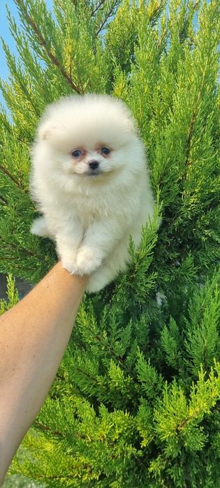 Померан момчета ..