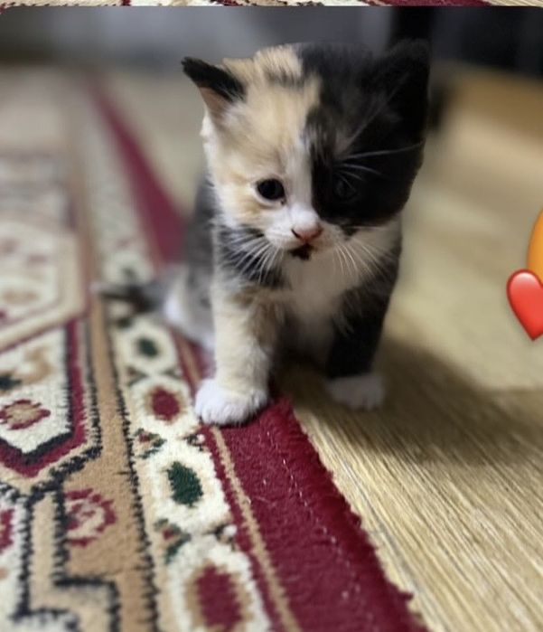 Котенок бесплатно