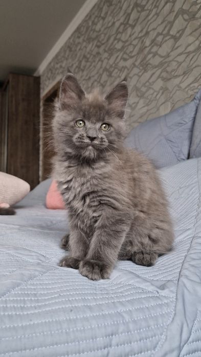 Котёнок мейн-кун