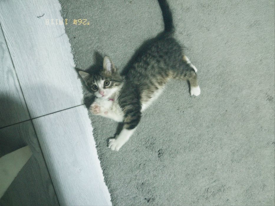 отдам бесплатно своего домашнего кота