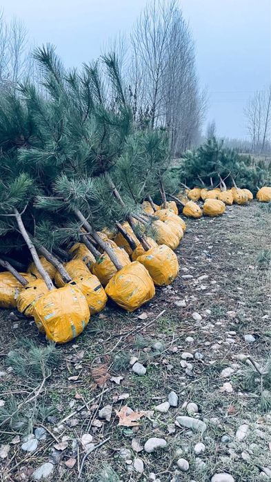 Qrim sosna Крим сосна