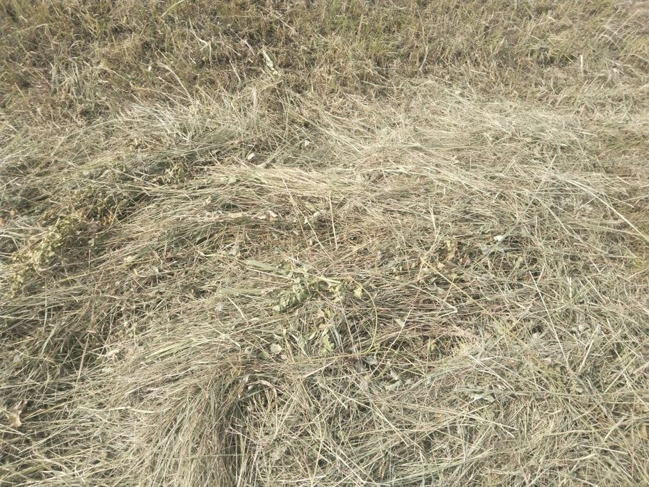 Сено разнотравье,луговое,рулон