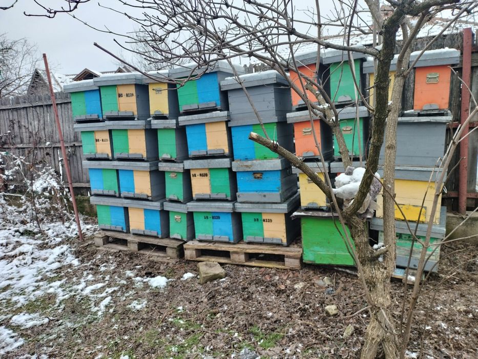 Cutii stupi de vinzare