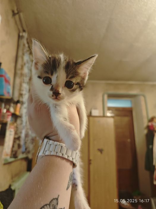 В хорошие руки котят