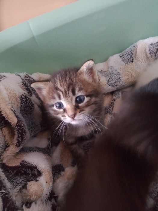 Отдам котят в хорошие руки