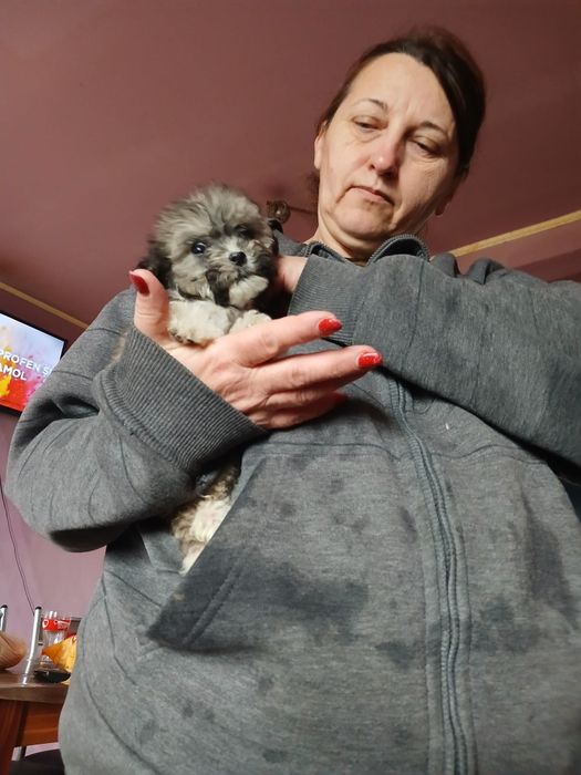 Cățelușă bichon maltez