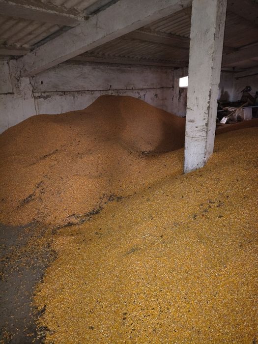 Floarea soarelui și porumb  2025