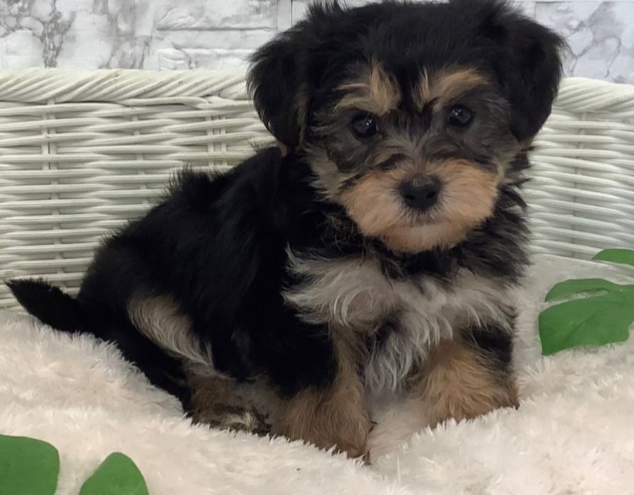 Bichon  havanez  fetiță  450 lei