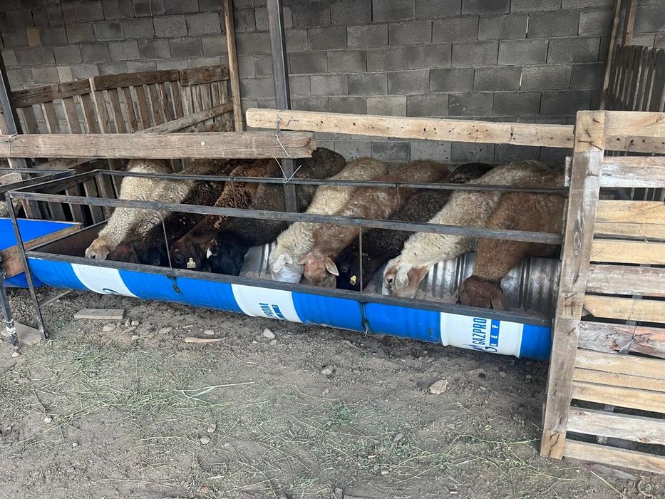 Продам астау для барашек, коров, лошодей