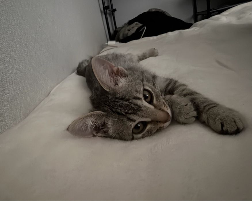 Котенок ищет добрые руки