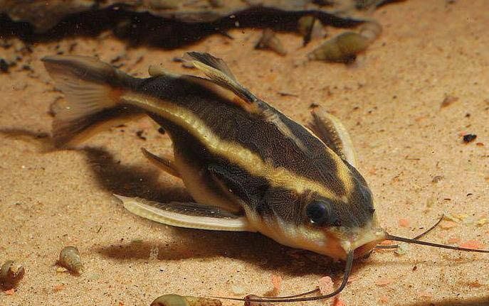 Продам сомов платидорос .