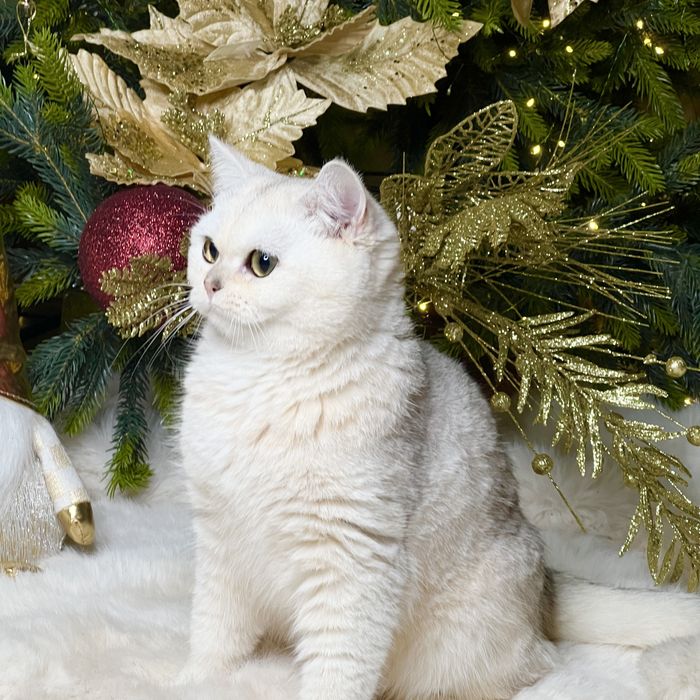 Серебристая шиншилла