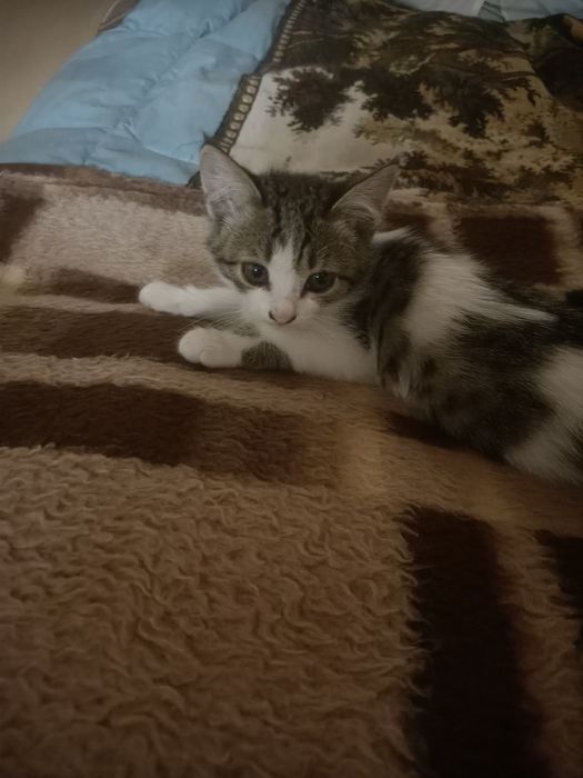 Отдам котят в хорошие руки