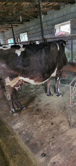 Сиыр бузау,корова